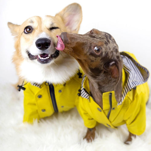 British Style Dog Raincoat - Waterproof Pet Jacket for Rainy Day Adventures