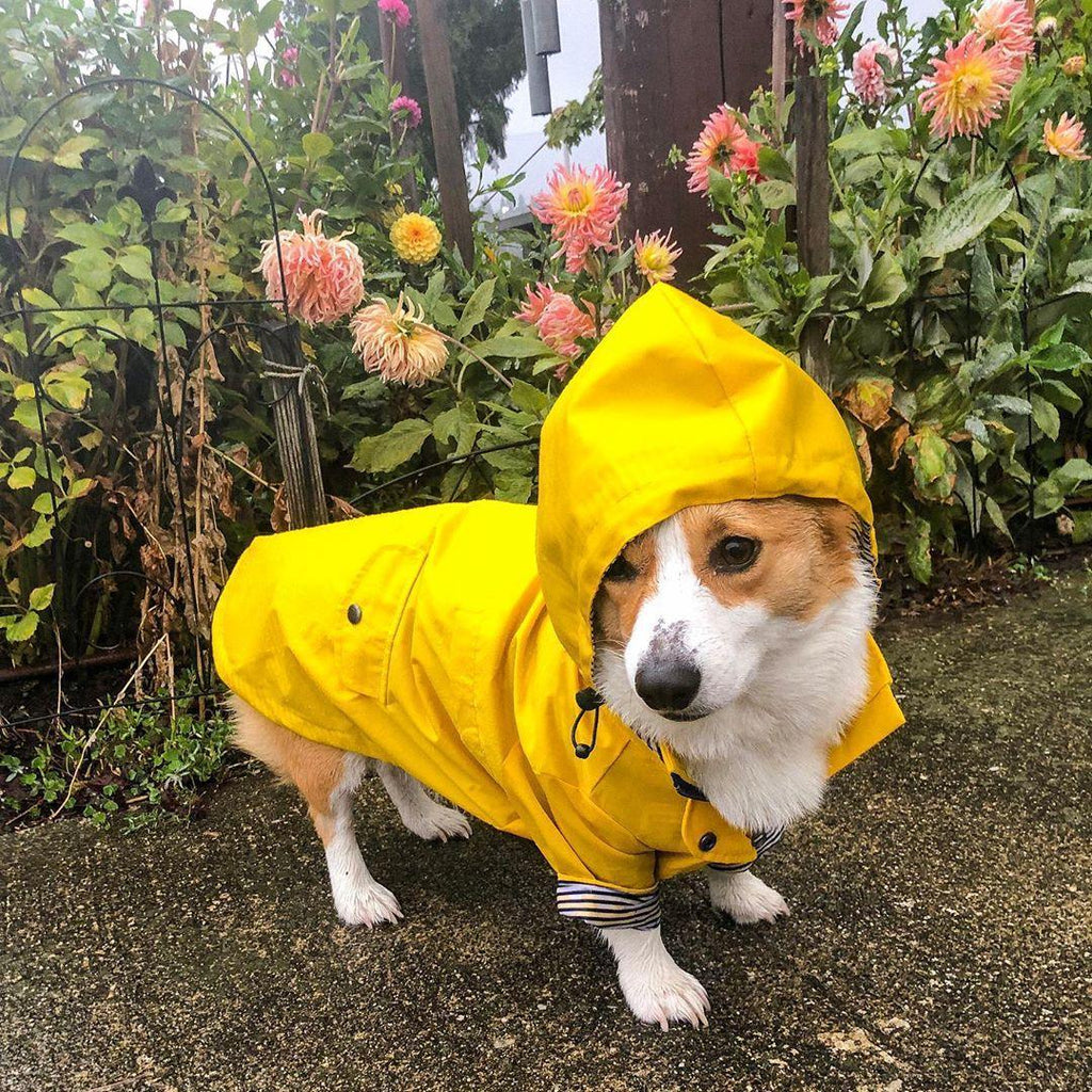 British Style Dog Raincoat - Waterproof Pet Jacket for Rainy Day Adventures