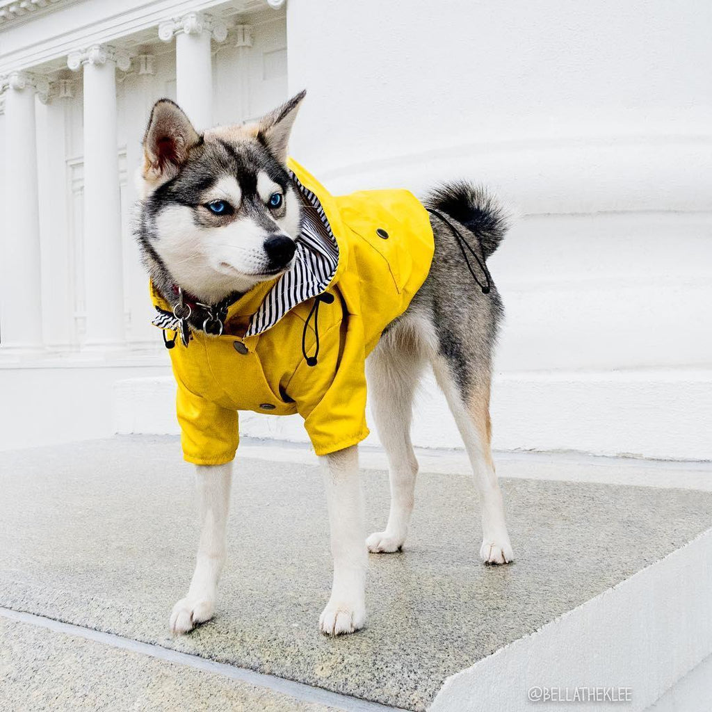 British Style Dog Raincoat - Waterproof Pet Jacket for Rainy Day Adventures
